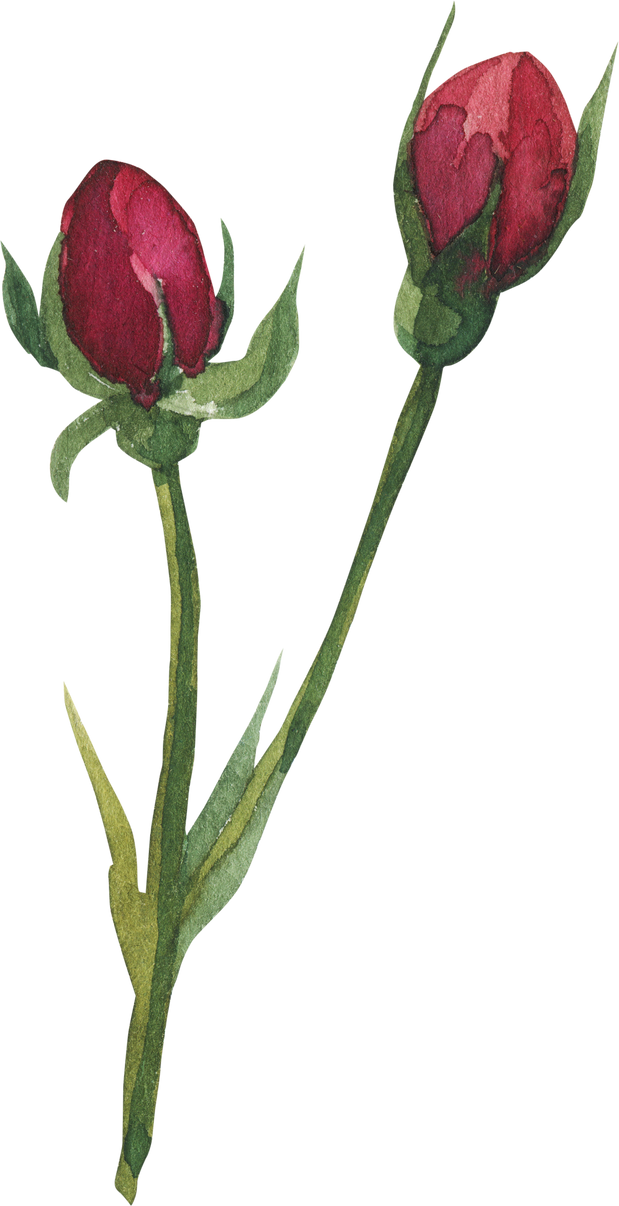 Marsala rose bud watercolor illustration